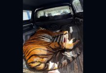 கால்நடைகளை தாக்கிய புலி சுட்டுக் கொல்லப்பட்டது