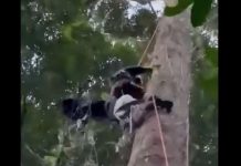 தேன் சேகரிக்க சென்றவர் மரத்தில் இறந்து கிடக்க காணப்பட்டார்