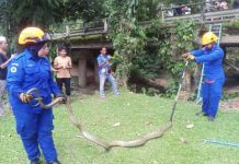 50 நிமிடப் போராட்டத்திற்கு பிறகு பிடிபட்ட ராஜநாகம்