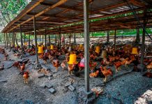 மலாக்கா, ஜாசினில் RM23 மில்லியன் மதிப்பிலான கோழிப்பண்ணை கட்டப்படும்