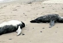 உருகுவே கடற்கரையோரத்தில் இறந்து கிடந்த ஈராயிரம் பென்குவின்கள்