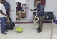 கோலாலம்பூரிலிருந்து திருச்சி வந்த பயணியிடம் இருந்து 47 மலைப்பாம்புகள் பறிமுதல்