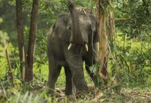 யானை மிதித்து 42 வயதான பாதுகாவலர் பலி