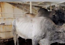 லம்பி தோல் நோய்: ஆஸ்திரேலியாவில் இருந்து உயிருள்ள கால்நடைகளின் இறக்குமதியை மலேசியா நிறுத்தி வைத்துள்ளது