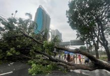 ஸ்பிரிண்ட் நெடுஞ்சாலையில் புயலால் மரங்கள் முறிந்து விழுந்ததில் சாலை நெரிசல்