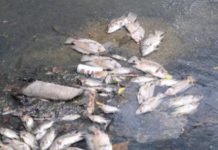 தெலுக் பகாங் அருகே பாசிப் பூக்கள் பூத்ததால், ஆயிரக்கணக்கான செத்த மீன்கள் கடலில் மிதக்கின்றன