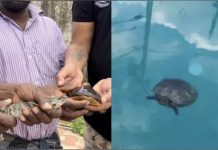 பழம்பெரும் நடிகர் பாலையா பேரன் வீட்டில் முதலை பறிமுதல்