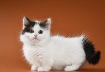 Guru rugi RM37,750 terpedaya jualan iklan kucing di FB