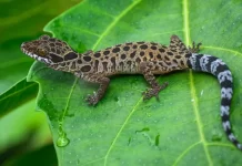 பெர்லிஸ் வனப் பகுதியில் 2 புதிய வனவிலங்கு இனங்களை விஞ்ஞானிகள் அடையாளம் கண்டுள்ளனர்