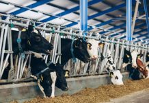 ஆஸ்திரேலியாவில் இருந்து கால்நடைகள் இறக்குமதி – தடையை நீக்கியது மலேசியா