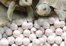 4,000 ஆமை முட்டைகள் கடத்திய வெளிநாட்டவருக்கு 12 மாத சிறை; 10 ஆயிரம் ரிங்கிட் அபராதம்