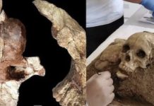 மனித இனம் தோன்றியது ஆப்பிரிக்காவில் இல்லையா…. ஐரோப்பாவிலா?…