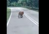 குவா மூசாங்-ஜெலி பாதையில் புலியை கண்ட வாகனமோட்டி