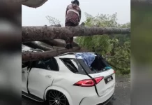 Pokok tumbang Ibu Dan Anak Cedera
