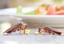 வாடகையே கொடுக்காமல் நம் வீடுகளிருந்து நமக்கே ஆட்டம் காட்டும் உயிரினம்; தகவல் அறிவோம் வாங்க