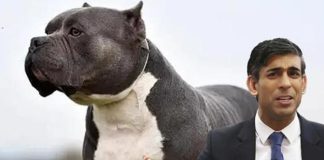 அமெரிக்க இன நாய்களுக்கு தடை விதிக்க ரிஷி சுனக் திட்டம்; நெட்டிசன்கள் இடையே கடும் எதிர்ப்பு