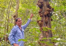 Durian Kura-Kura unik berbuah di batang, pangkal
