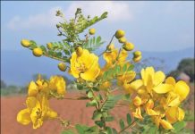 பூவுக்குள் ஒளிந்திருக்கும் மருத்துவங்கள் அதிசயம்! இந்த பூவுக்குள் இத்தனை……..?