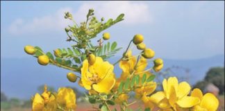 பூவுக்குள் ஒளிந்திருக்கும் மருத்துவங்கள் அதிசயம்! இந்த பூவுக்குள் இத்தனை……..?