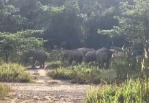 Jangan ganggu gajah liar! Polis beri amaran