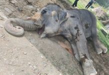 Gajah tertua di Malaysia, Lokimala mati pada usia 86 tahun