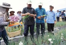 PENYELIDIKAN MARDI KURANGKAN KADAR IMPORT BAWANG NEGARA