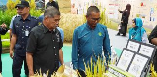 PAKEJ TEKNOLOGI PENGELUARAN PADI MARDI TERBUKTI BERJAYA TINGKATKAN PENGELUARAN HASIL PADI NEGARA
