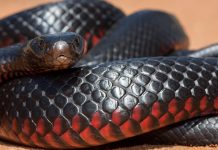 நண்பரைக் காப்பாற்ற முயன்றவர் பாம்புக்கடிக்கு பலியான சோகம் – குயின்ஸ்லாந்தில் சம்பவம்