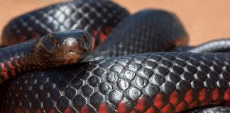 நண்பரைக் காப்பாற்ற முயன்றவர் பாம்புக்கடிக்கு பலியான சோகம் – குயின்ஸ்லாந்தில் சம்பவம்