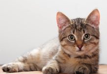 பினாங்கு IPG அறிவியல் ஆய்வகத்தில் இரசாயனக் கசிவை ஏற்படுத்திய பூனையால் பரபரப்பு