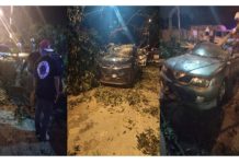 மரம் விழுந்து 6 கார்கள் சேதம்