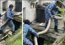 200 கிலோ எடையுள்ள மலைப்பாம்பு PJயில் உள்ள வாய்க்காலில் கண்டெடுக்கப்பட்டது