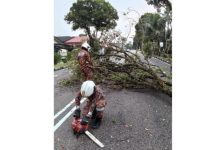 ஜோகூரில் இடியுடன் கூடிய மழையில் பல மரங்கள் வேரோடு சாய்ந்தன