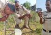 வாயோடு வாய் வைத்து பாம்புக்கு முதலுதவி சிகிச்சை அளித்த போலீஸ்