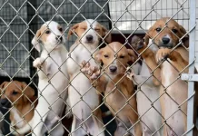 Tiada perikemanusiaan’ guna anak anjing sebagai umpan hidup