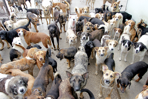 pack of dogs