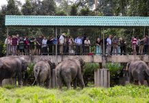 Agong, Putera Monaco lawat pusat konservasi Harimau Malaya, gajah