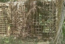 கிளந்தான் வனவிலங்கு துறை வைத்த பொறியில் சிக்கிய புலி