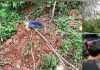 புலி அடித்து குவா மூசாங்கில் 3ஆவது நபர் பலி