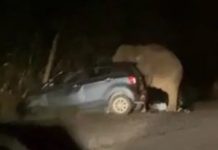 3 sekeluarga cemas, Perodua Axia dipijak gajah