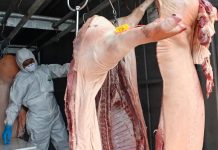 9,120 கிலோ சட்டவிரோத பன்றி இறைச்சியைக் கைப்பற்றியது திரெங்கானு கால்நடை துறை