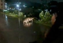 வெள்ளத்தில் மூழ்கியது சென்னை! சாலையில் ‘ராட்சத’ முதலைகளின் நடமாட்டம்