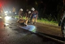 சாலையில் கிடந்த மாட்டில் மோதி மூன்று வாகனங்கள் விபத்து!