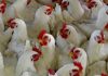 Lima pengeluar makanan ayam didenda RM415 juta