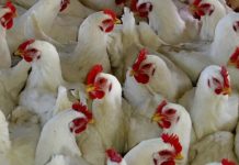 Lima pengeluar makanan ayam didenda RM415 juta