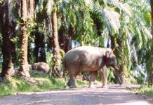 Warga emas maut ditendang gajah