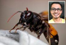 Lelaki maut disengat tebuan tanah