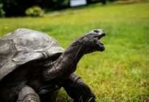 191-வது பிறந்தநாளை கொண்டாடிய ஜோனதன் ஆமை; குவியும் வாழ்த்துகள்