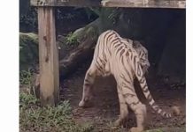 மலாக்கா உயிரியல் பூங்காவில் உள்ள வெள்ளை வங்கப்புலி நோய்வாய்ப்பட்டிருப்பதாகவும், தவறாக நடத்தப்படவில்லை என்றும் கவுன்சில் தகவல்