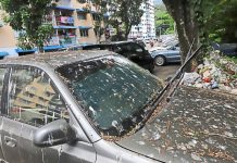 பினாங்கில் அதிகரிக்கும் புறா தொல்லை; அரோக்கியத்திற்கு அச்சுறுத்தல்